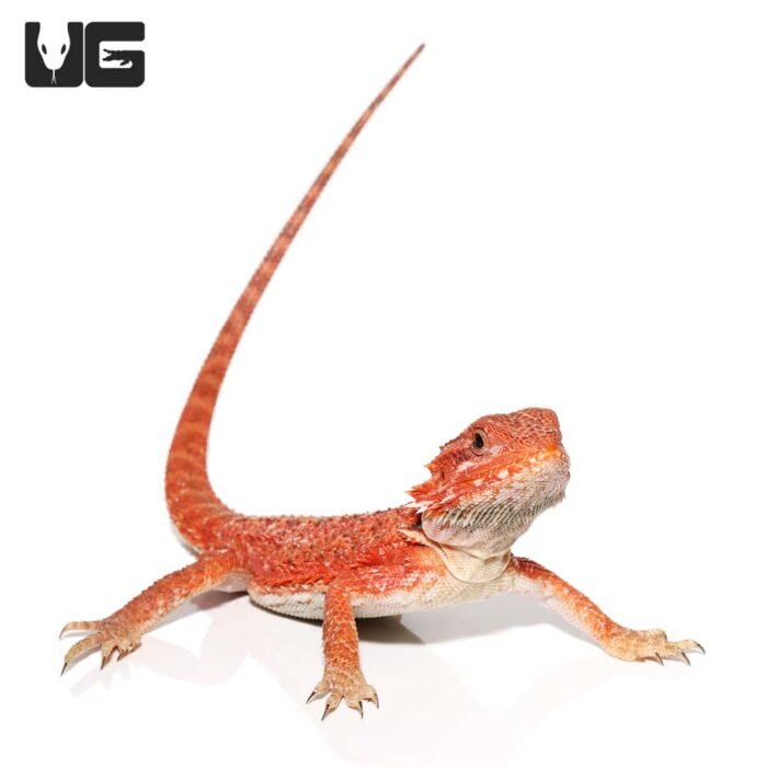 Inferno Bearded Dragon - Image 3