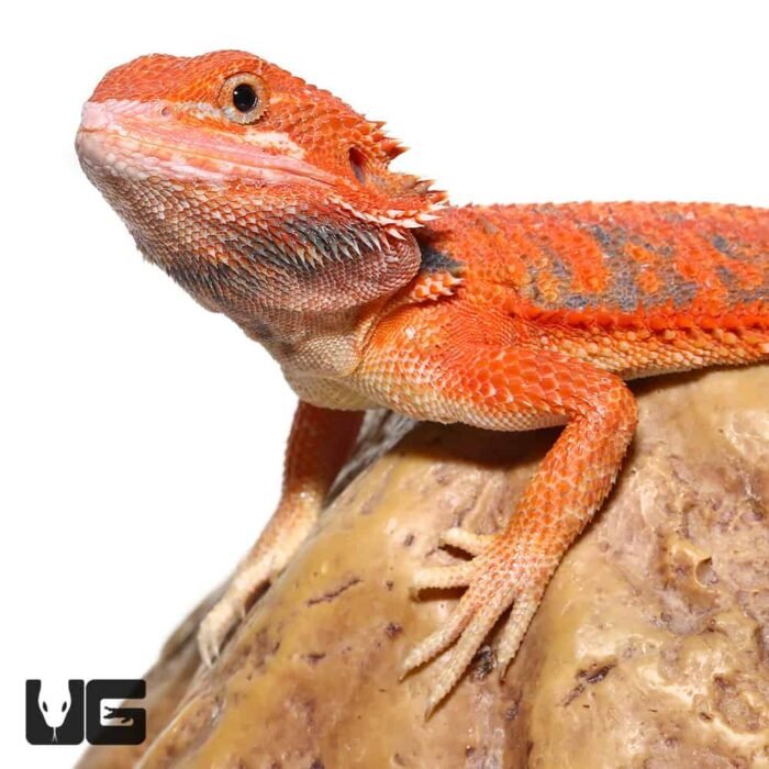 Inferno Blue Bar Bearded Dragon 11-14 Inch - Image 2