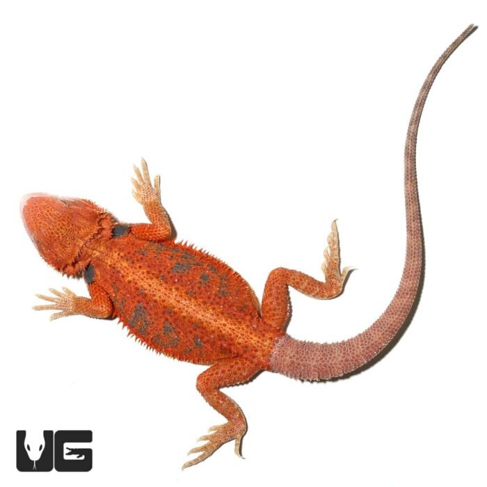 Inferno Blue Bar Bearded Dragon 11-14 Inch - Image 3