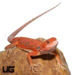 Inferno Blue Bar Bearded Dragon 11-14 Inch - Image 4