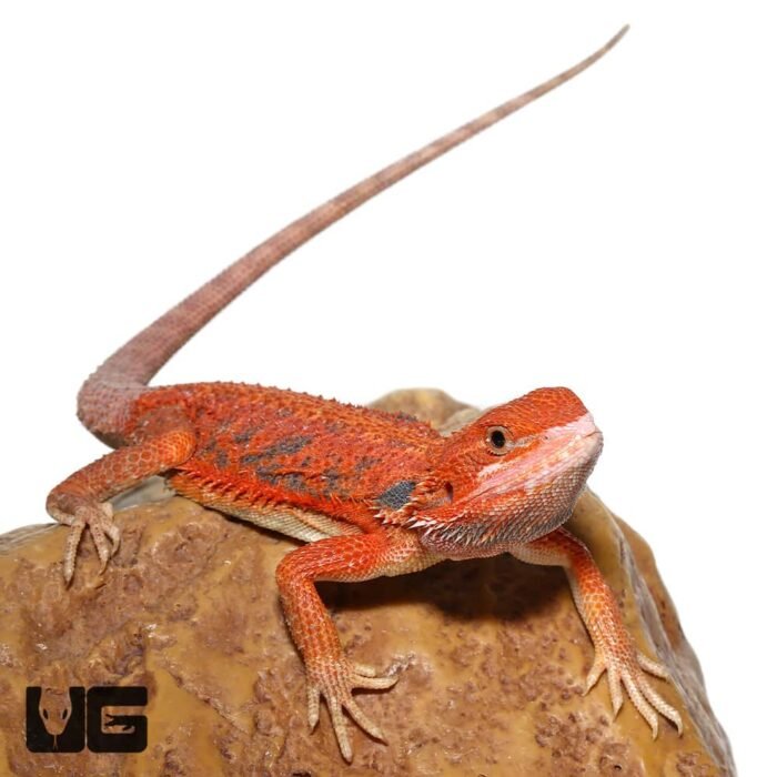 Inferno Blue Bar Bearded Dragon 11-14 Inch - Image 4