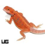 Inferno Blue Bar Bearded Dragon 11-14 Inch