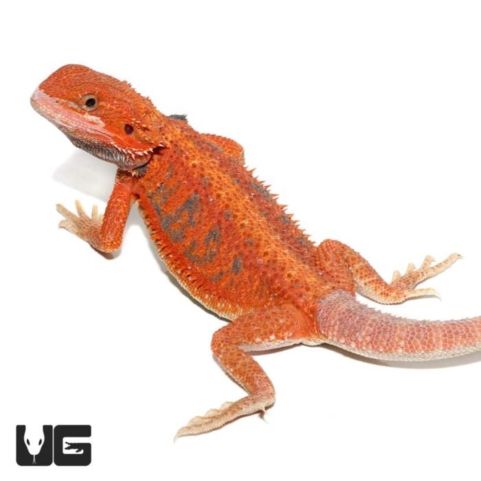 Inferno Blue Bar Bearded Dragon 11-14 Inch - Image 1
