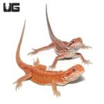 Inferno Dunner Bearded Dragon    9-11 Inch - Image 5