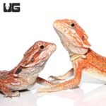 Inferno Dunner Bearded Dragon    9-11 Inch - Image 3