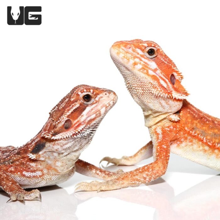 Inferno Dunner Bearded Dragon    9-11 Inch - Image 3