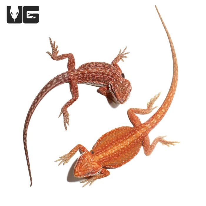 Inferno Dunner Bearded Dragon    9-11 Inch - Image 2