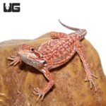Inferno Dunner Bearded Dragon    9-11 Inch
