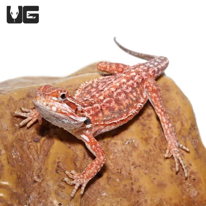 Inferno Dunner Bearded Dragon    9-11 Inch - Image 1