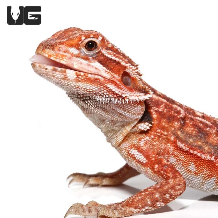 Inferno Dunner Bearded Dragon    9-11 Inch - Image 4