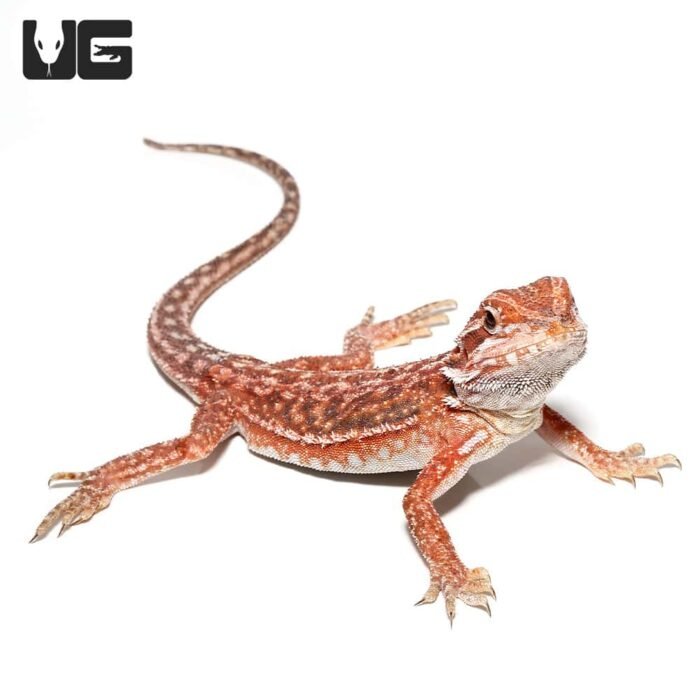 Inferno Dunner Bearded Dragon    9-11 Inch - Image 6