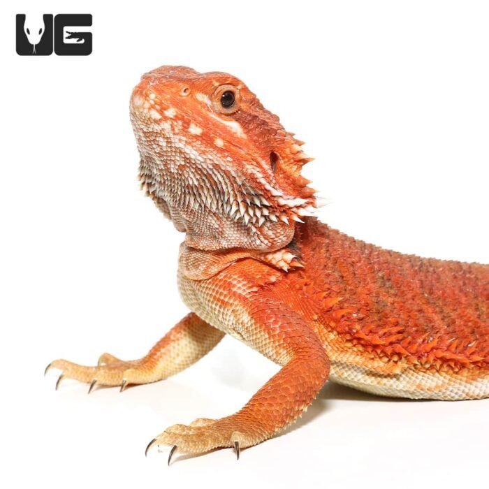 Juvenile Inferno Dunner Blue Bar Bearded Dragon #1 - Image 2
