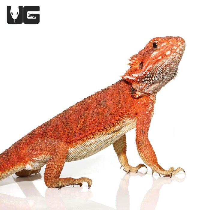 Juvenile Inferno Dunner Blue Bar Bearded Dragon #1 - Image 4
