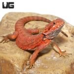 Juvenile Inferno Dunner Blue Bar Bearded Dragon #1
