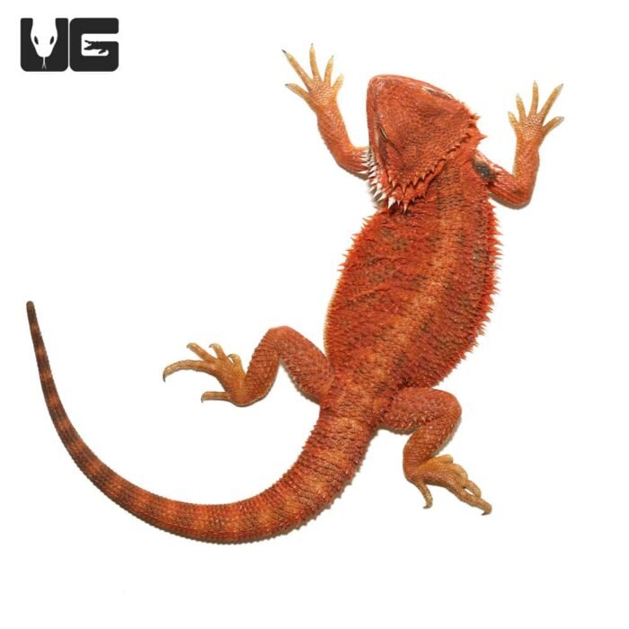 Juvenile Inferno Dunner Blue Bar Bearded Dragon #1 - Image 3