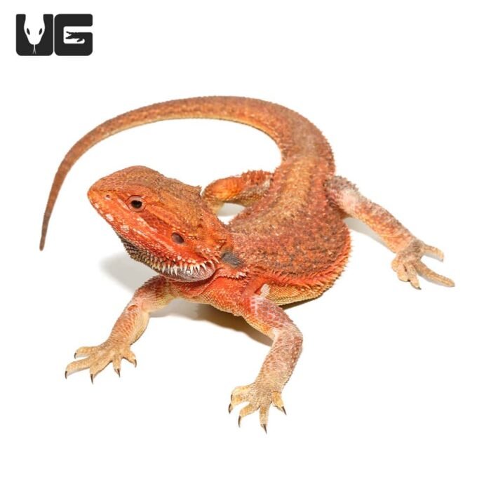 Juvenile Inferno Dunner Blue Bar Bearded Dragon #2 - Image 1