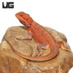 Juvenile Inferno Dunner Blue Bar Bearded Dragon #2 - Image 2