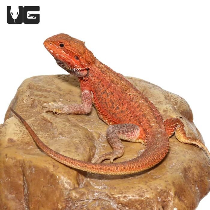 Juvenile Inferno Dunner Blue Bar Bearded Dragon #2 - Image 2