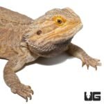 Adult Male Leatherback Red Phase Bearded Dragon - Image 2