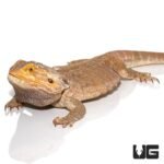 Adult Male Leatherback Red Phase Bearded Dragon - Image 4