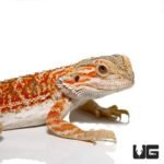 Juvenile Stratum Bearded Dragon