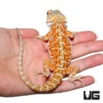 Juvenile Stratum Bearded Dragon - Image 4