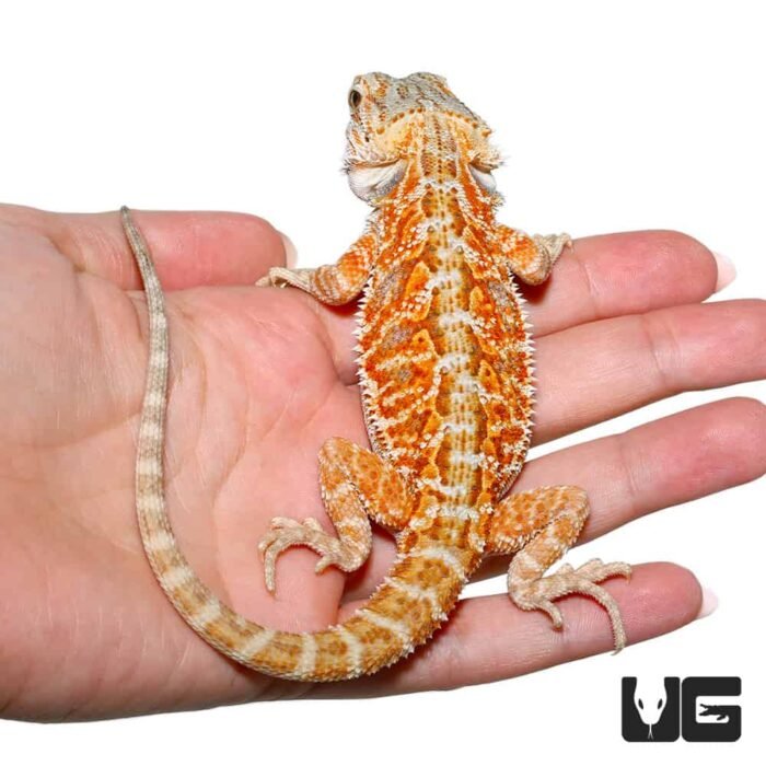 Juvenile Stratum Bearded Dragon - Image 4