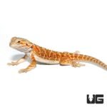 Juvenile Stratum Bearded Dragon - Image 3