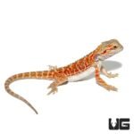 Juvenile Stratum Bearded Dragon - Image 2