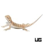 Baby Bearded Dragon - Image 2