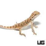 Baby Bearded Dragon - Image 3