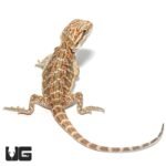 Baby Bearded Dragon - Image 4