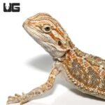 Baby Bearded Dragon