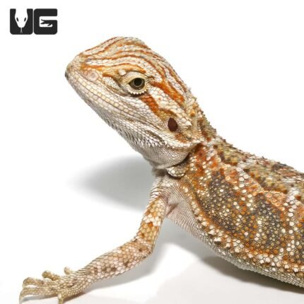 Baby Bearded Dragon