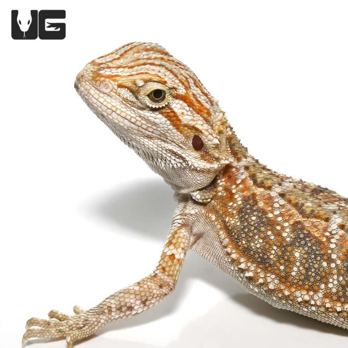 Baby Bearded Dragon - Image 1
