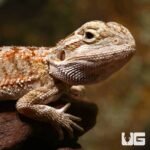 Baby Champagne Bearded Dragon
