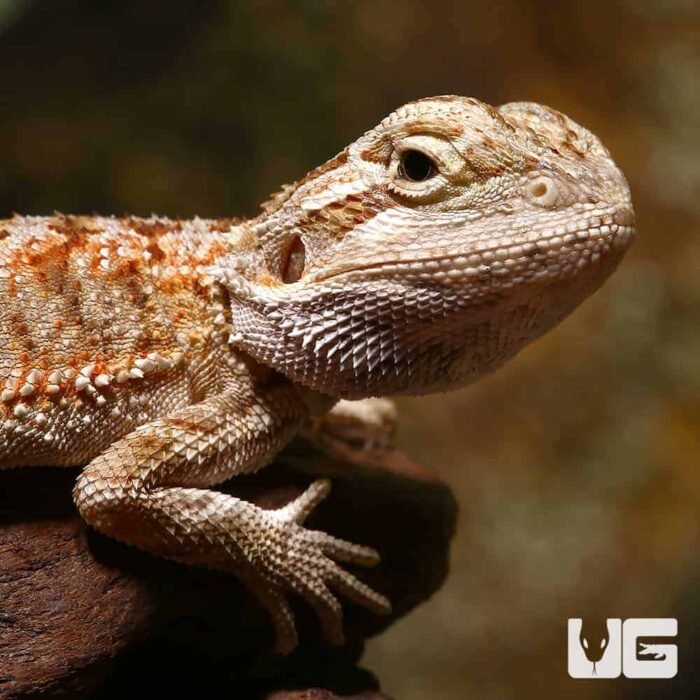 Baby Champagne Bearded Dragon - Image 1