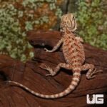 Baby Champagne Bearded Dragon - Image 2