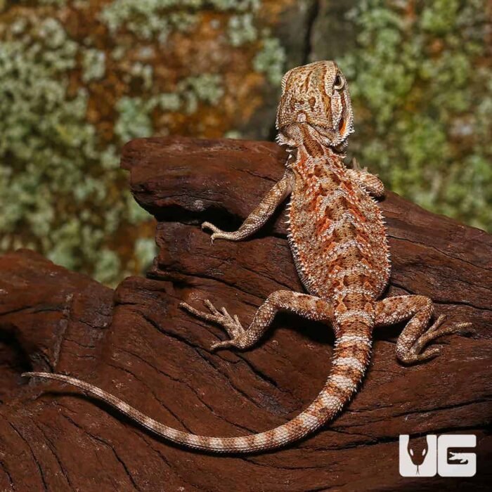 Baby Champagne Bearded Dragon - Image 2