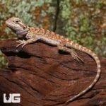 Baby Champagne Bearded Dragon - Image 3