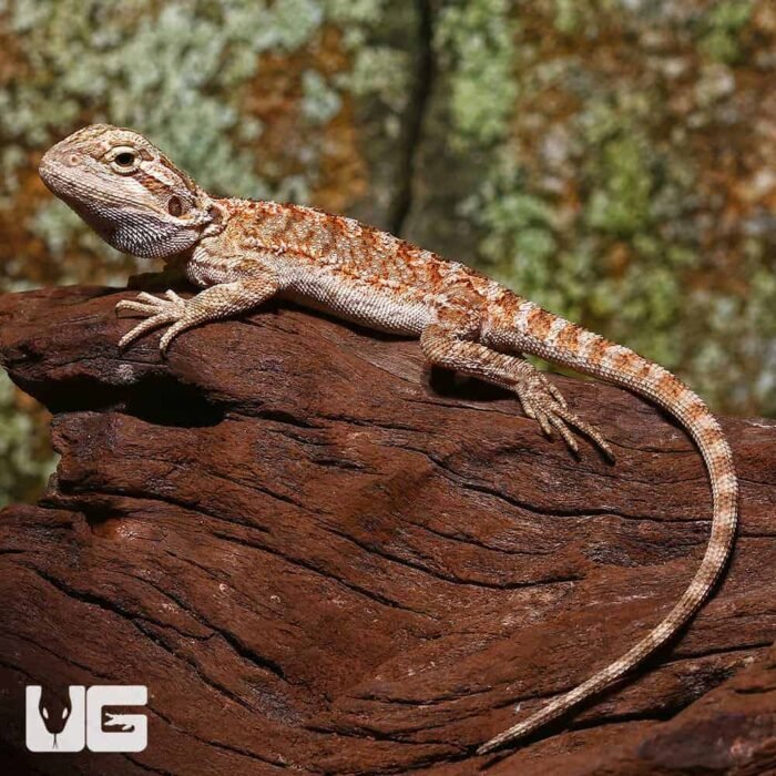 Baby Champagne Bearded Dragon - Image 3