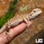 Baby Champagne Bearded Dragon - Image 4