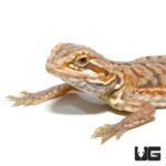 Baby Hypo Silky Bearded Dragon - Image 2
