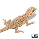 Baby Hypo Silky Bearded Dragon