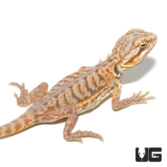Baby Hypo Silky Bearded Dragon - Image 1