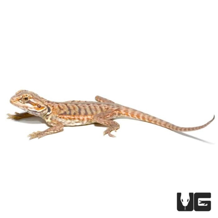 Baby Hypo Silky Bearded Dragon - Image 3