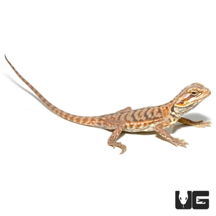Baby Hypo Silky Bearded Dragon - Image 4