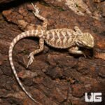 Baby Lemon Drop Bearded Dragon - Image 2