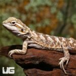 Baby Lemon Drop Bearded Dragon - Image 3