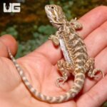 Baby Lemon Drop Bearded Dragon - Image 4